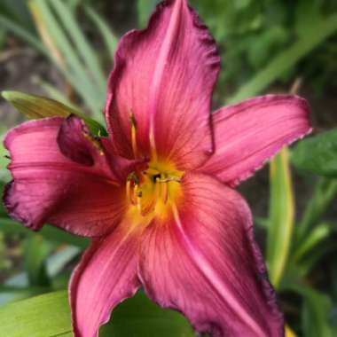 Daylily