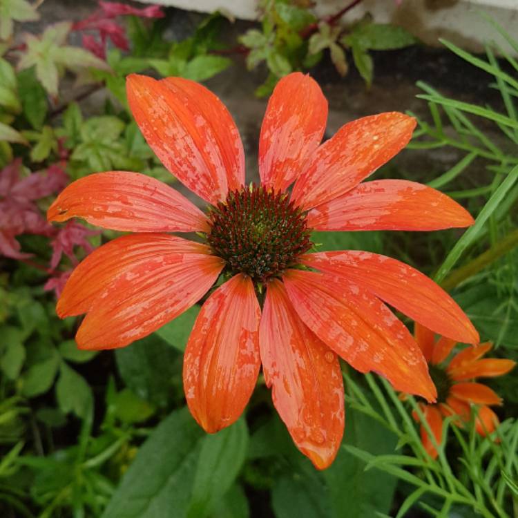 Plant image Echinacea 'Cheyenne Spirit' (Orange)