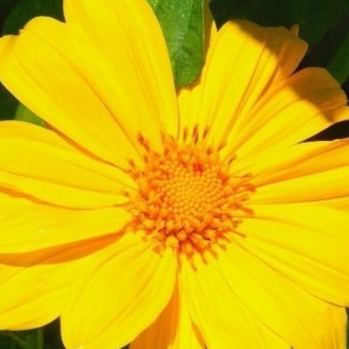 Plant image Tithonia diversifolia