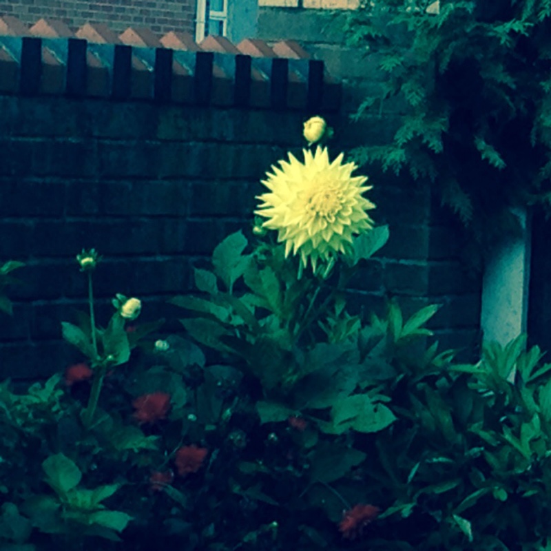 Plant image Dahlia 'Yellow Bird'