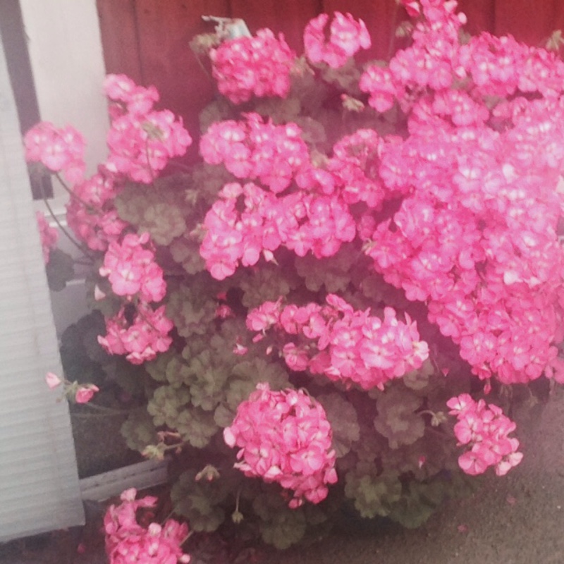 Plant image Pelargonium 'Royal Surprise'