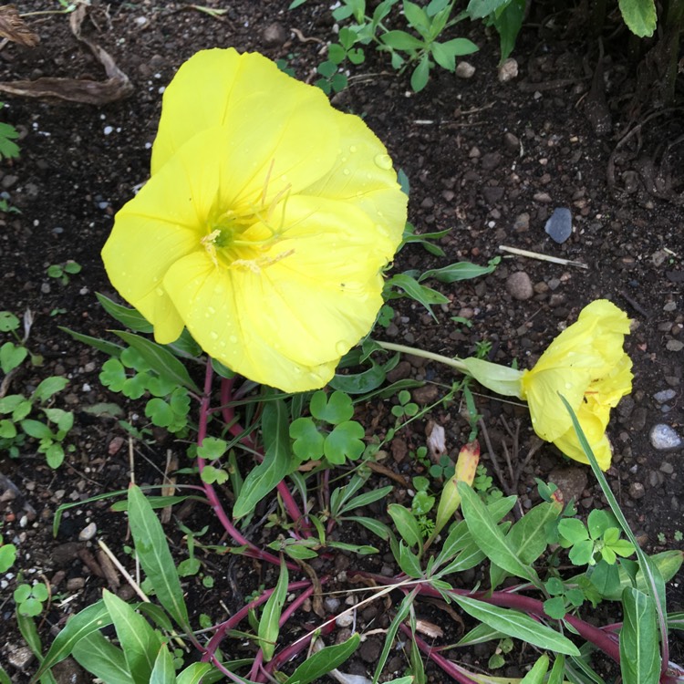 Plant image Oenothera missouriensis