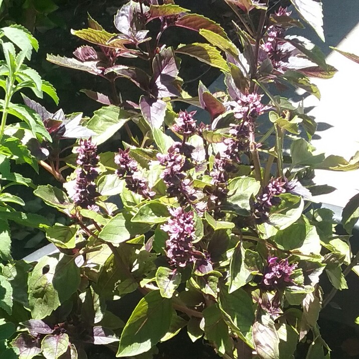 Ocimum basilicum var. purpurascens