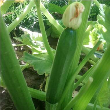 Cucurbita Pepo var. Cylindrica 'Aristocrat'