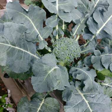 Broccoli Calabrese