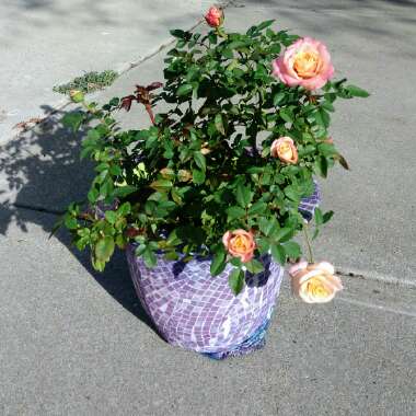 Rose 'Parade' (Climbing)