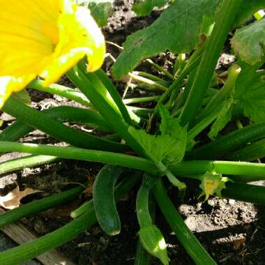 Zucchini 'Aristocrat'