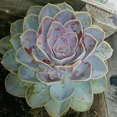 Echeveria 'Perle Von Nurnberg'