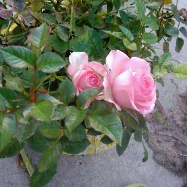 Rose 'Parade' (Climbing)