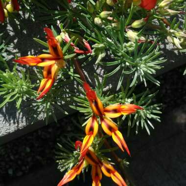 Lotus Vine Flower