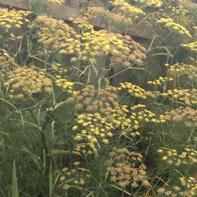 Plant image Foeniculum vulgare 'Giant Bronze' syn. Ferula 'Giant Bronze', Ferula communis 'Giant Bronze'