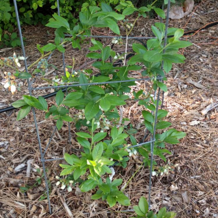 Plant image Vaccinium corymbosum 'Chandler'