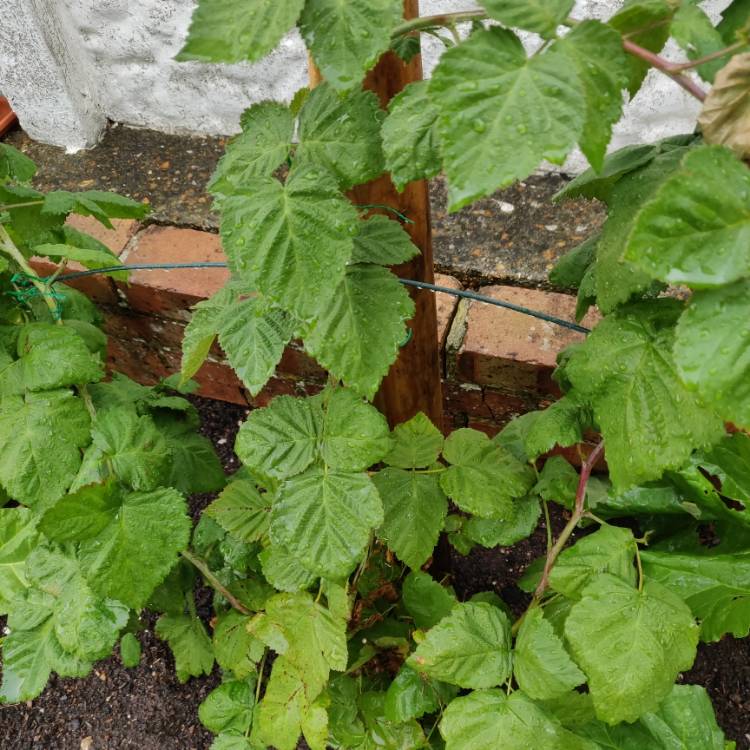 Plant image Rubus x loganobaccus