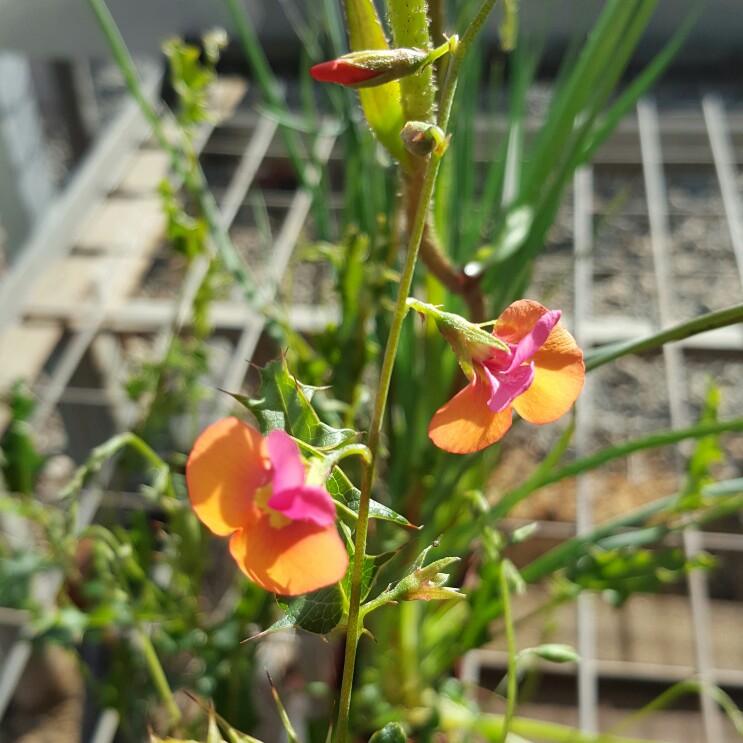 Plant image Chorizema ilicifolium