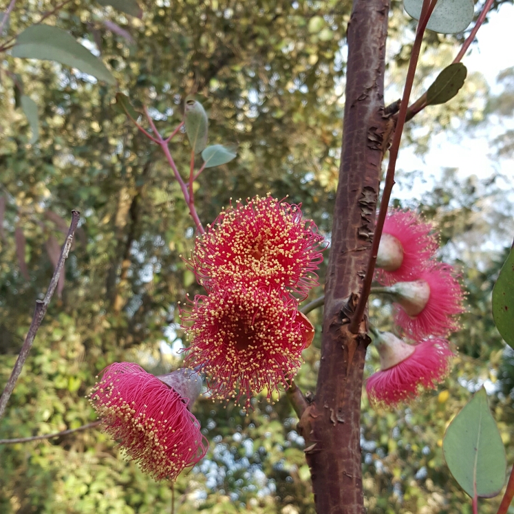 Plant image Eucalyptus caesia 'Silver Princess'