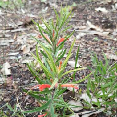 Adenanthos barbiger