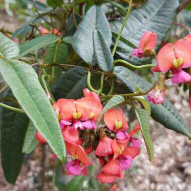 Kennedia coccinea