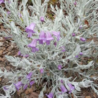 Eremophila nivea