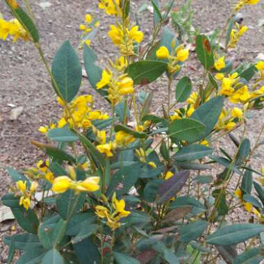 Hibbertia