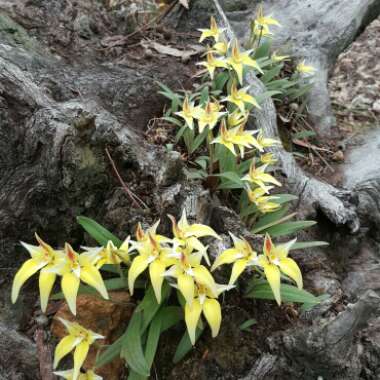 Caladenia flava