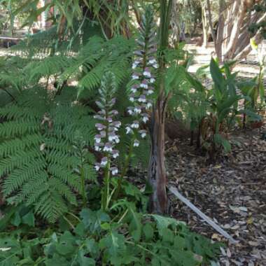 Acanthus mollis