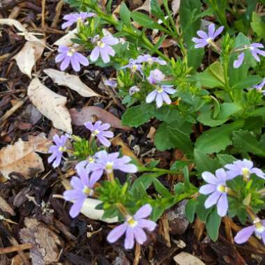 Scaevola aemula 'Fanfare'