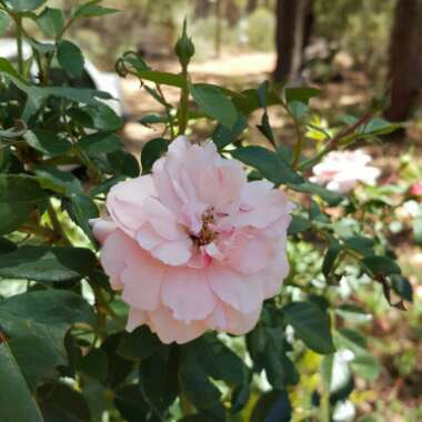 Rosa 'Bonica'