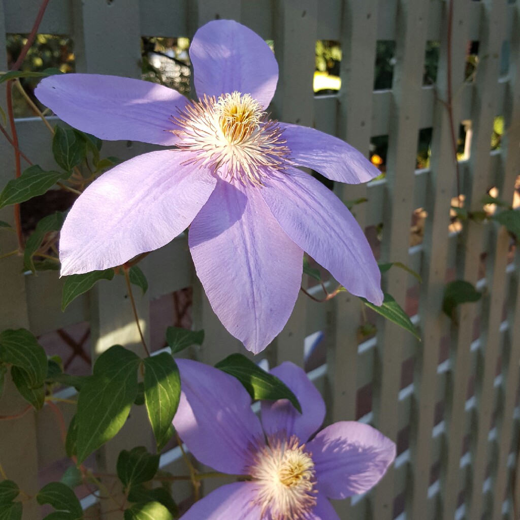 Plant image Clematis 'Beauty Of Richmond'