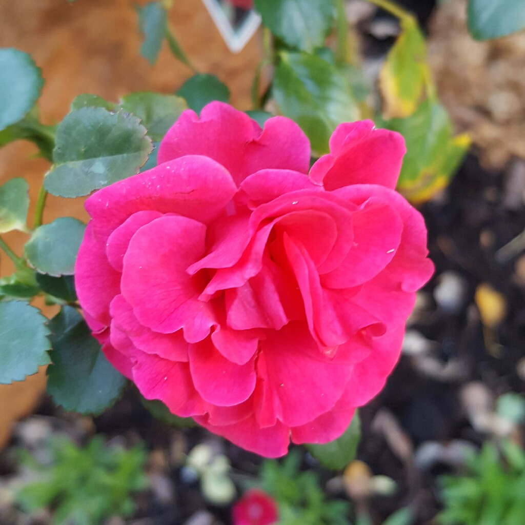 Plant image Rosa 'Elveshorn'