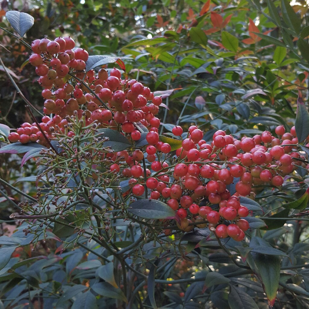 Nandina domestica