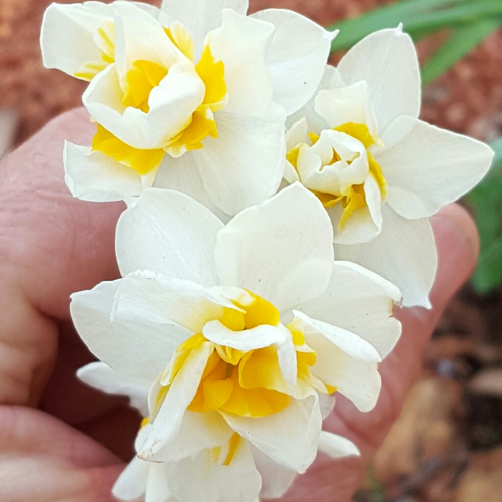 Plant image Narcissus