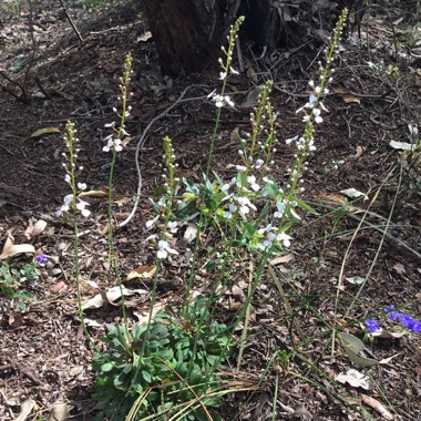 Stylidium hispidum