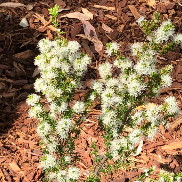 Plant image Kunzea ambigua