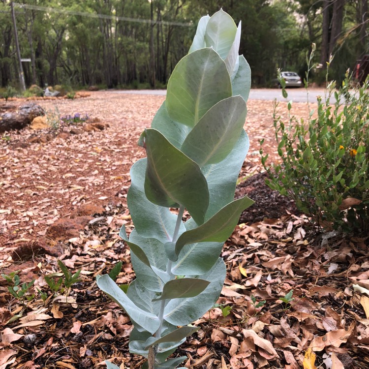 Plant image Eucalyptus macrocarpa