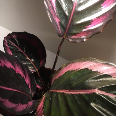 Calathea roseopicta 'Dottie'