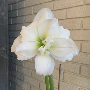 Hippeastrum (Double Diamond Group) 'Alfresco'