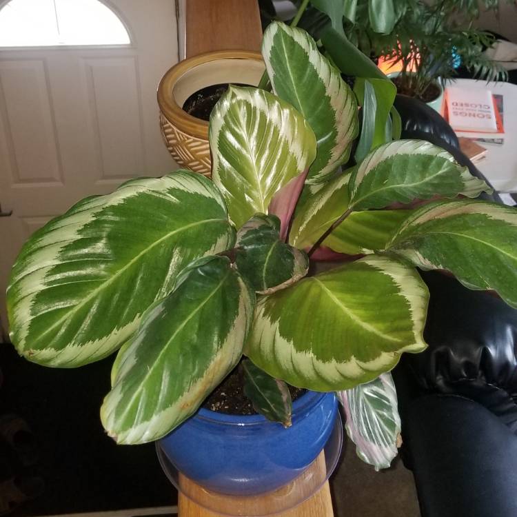 Plant image Calathea roseopicta