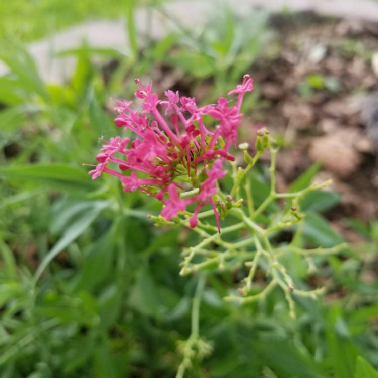 Plant image Geranium sanguineum