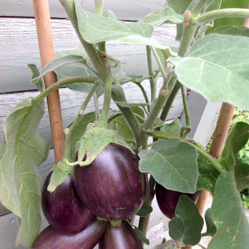 Aubergine