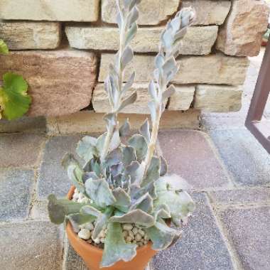 Echeveria