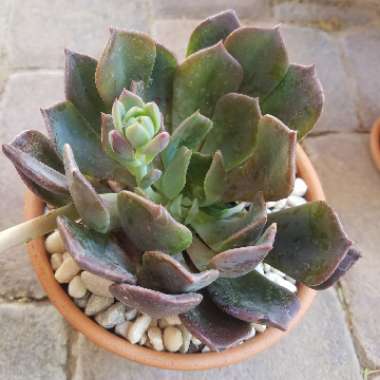 Echeveria 'Dark Moon'