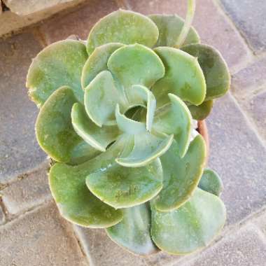 Echeveria 'Dusty Rose'