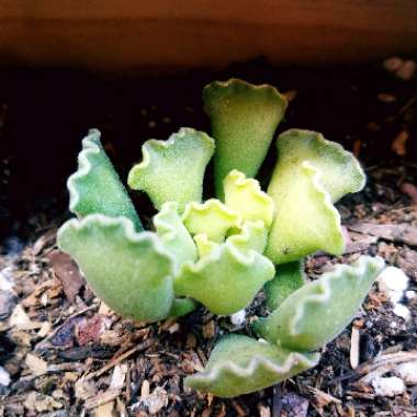 Adromischus cristatus