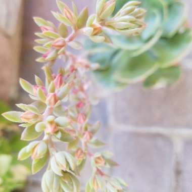 Echeveria 'Dusty Rose'