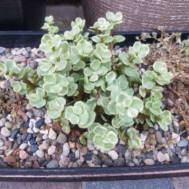 Portulacaria afra 'Variegated'