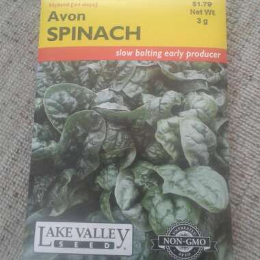 Spinach 'Avon'