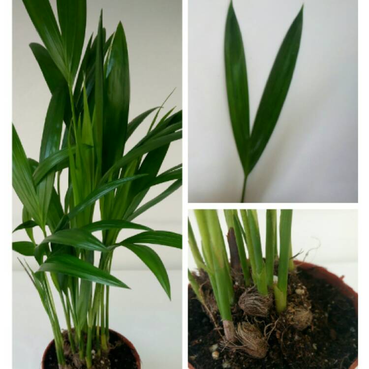 Plant image Rhapis excelsa