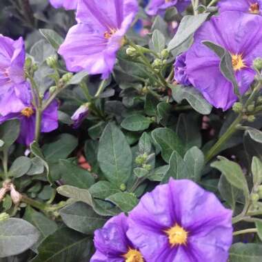 Solanum rantonnetii 'Charles Pink Star'