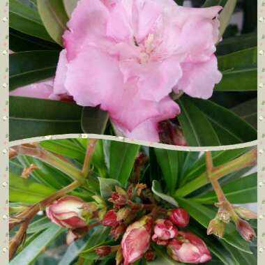 Nerium oleander