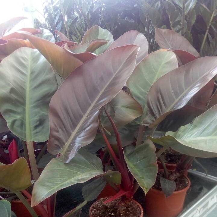 Plant image Philodendron 'Black Cardinal' syn. Philodendron erubescens 'Black Cardinal'